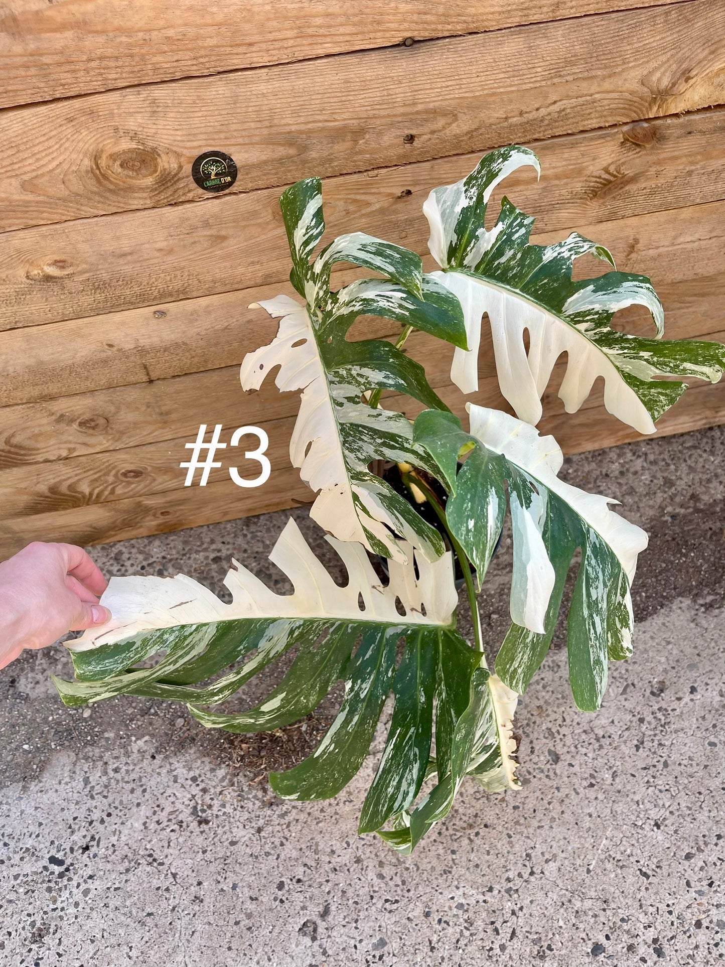 Monstera variegata big form haute variegation