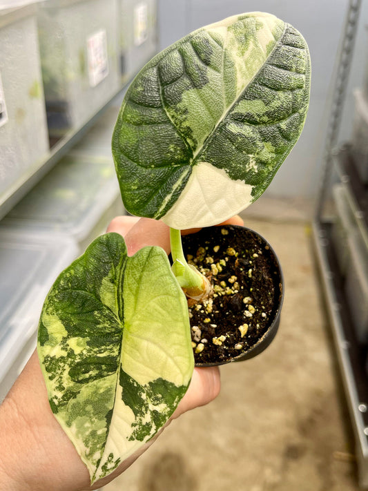 ALOCASIA MELO VARIEGATA