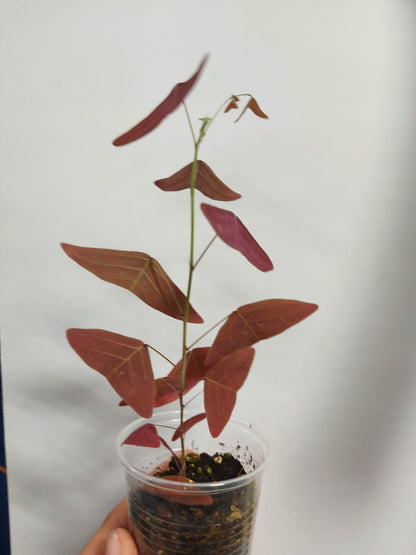 Christia obcordata