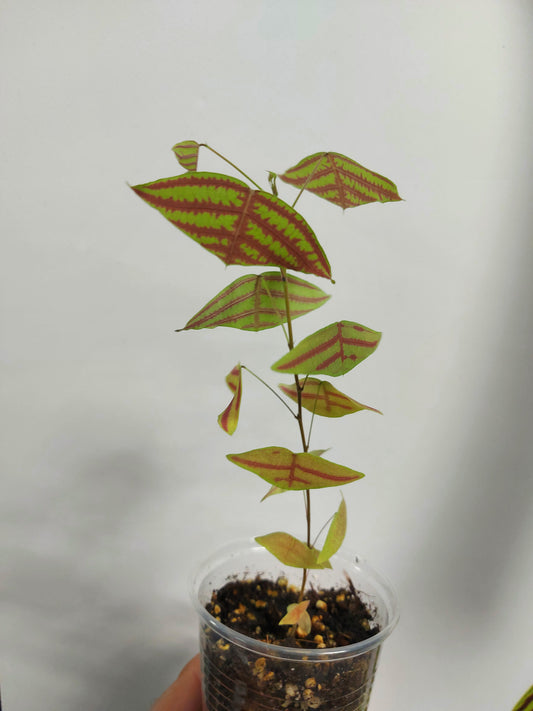 Christia obcordata