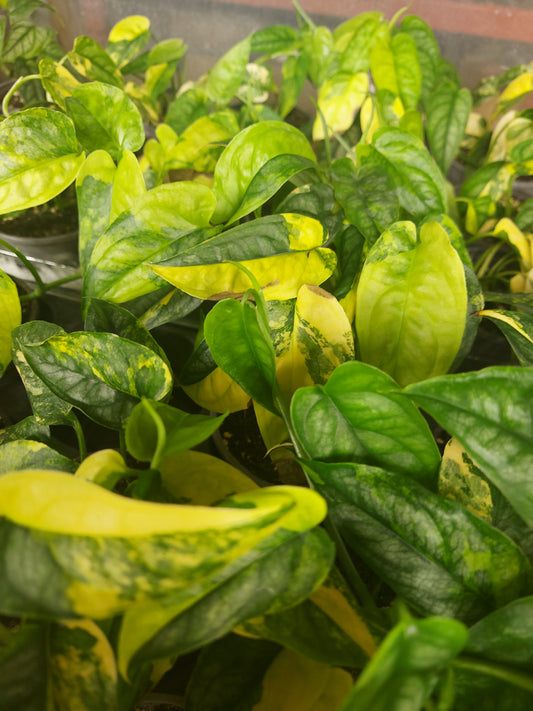 MONSTERA SILTEPECANA AUREA VARIEGATA