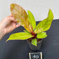 Philodendron prince of orange
