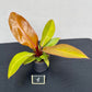 Philodendron prince of orange