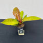 Philodendron prince of orange