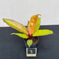 Philodendron prince of orange