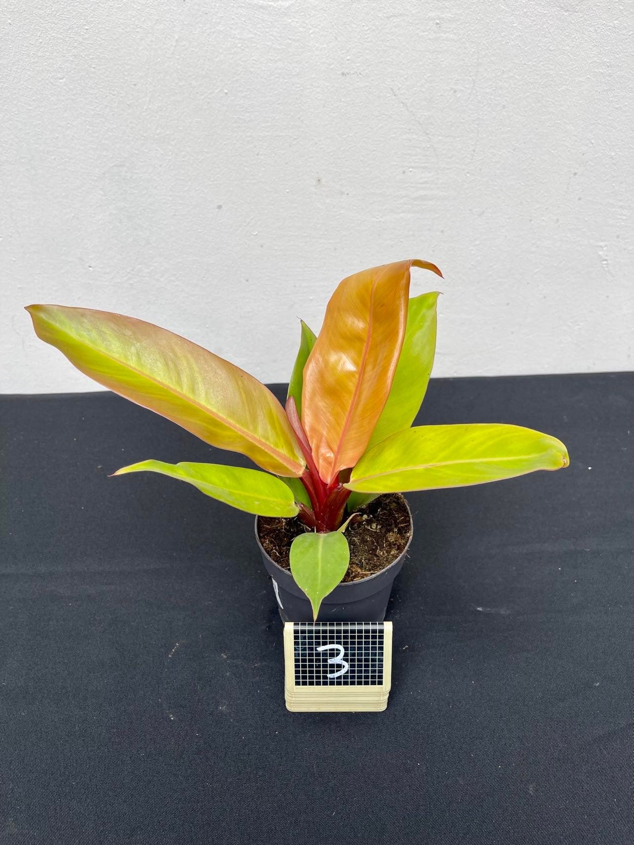 Philodendron prince of orange