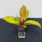 Philodendron prince of orange