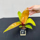 Philodendron prince of orange