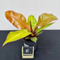 Philodendron prince of orange