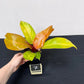 Philodendron prince of orange