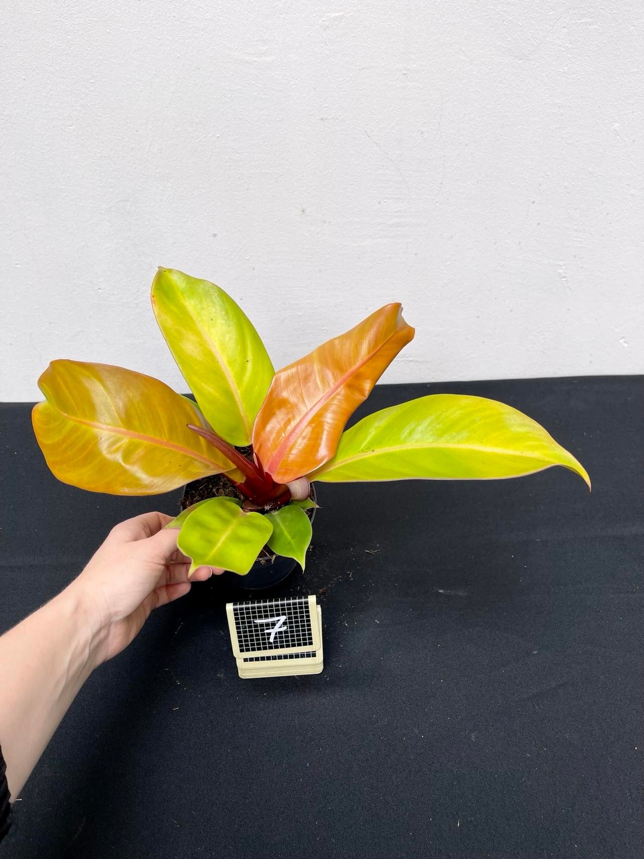 exotenherz - Philodendron Prince of Orange Ami d'arbre Pot de 14