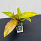 Philodendron prince of orange