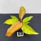 Philodendron prince of orange