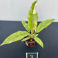 Philodendron prince of orange