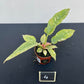 Philodendron prince of orange