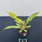 Philodendron prince of orange