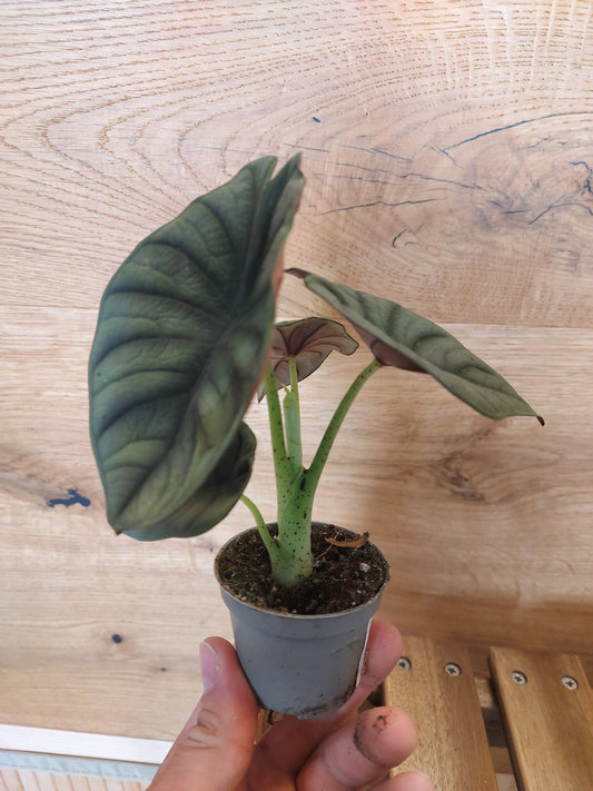 Alocasia nebula baby