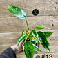 Philodendron white princess taille S