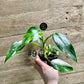 Philodendron white princess taille S