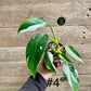 Philodendron white princess taille S