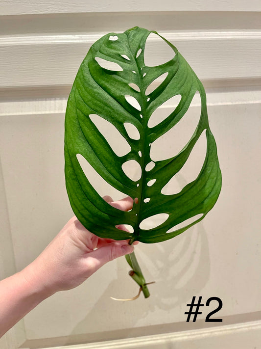 Monstera esqueleto