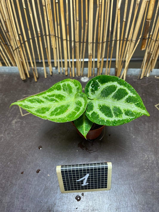 Anthurium silver blush baby