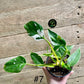 Philodendron white princess taille S