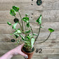 Syngonium Godzilla