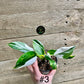 Philodendron white princess taille S