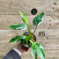 Philodendron white princess taille S