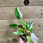 Philodendron white princess taille S