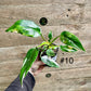 Philodendron white princess taille S