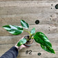 Philodendron white princess taille S