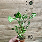 Syngonium Godzilla