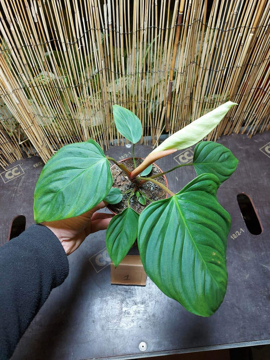 Philodendron fuzzy petiole