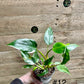 Philodendron white princess taille S