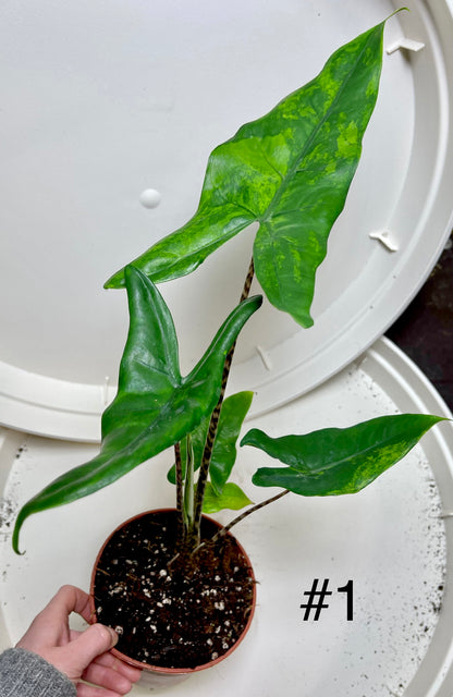 Alocasia Tigrina variegata